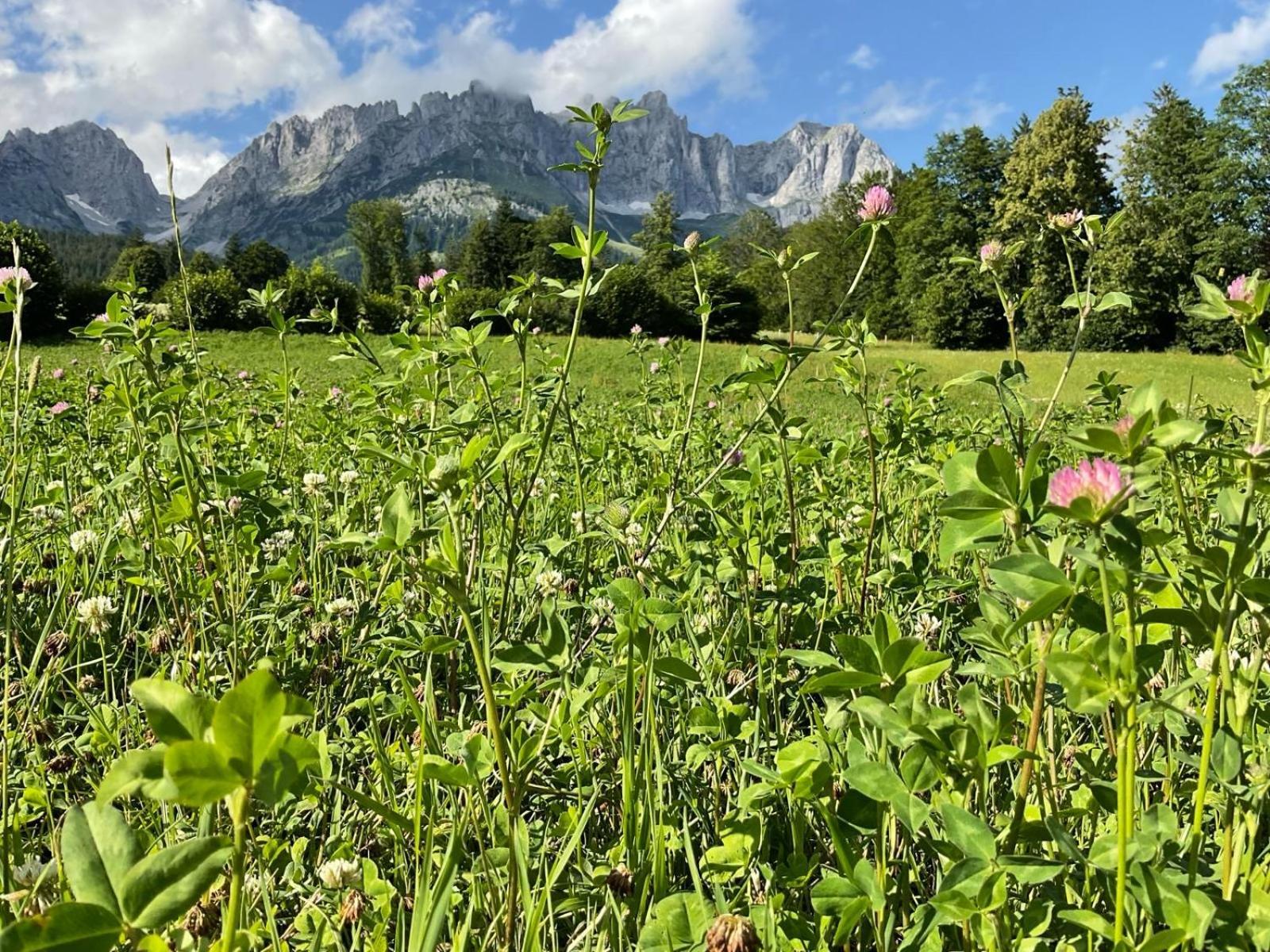 Stadtvilla Belle Kitz mit Sauna Kitzbühel Exterior foto